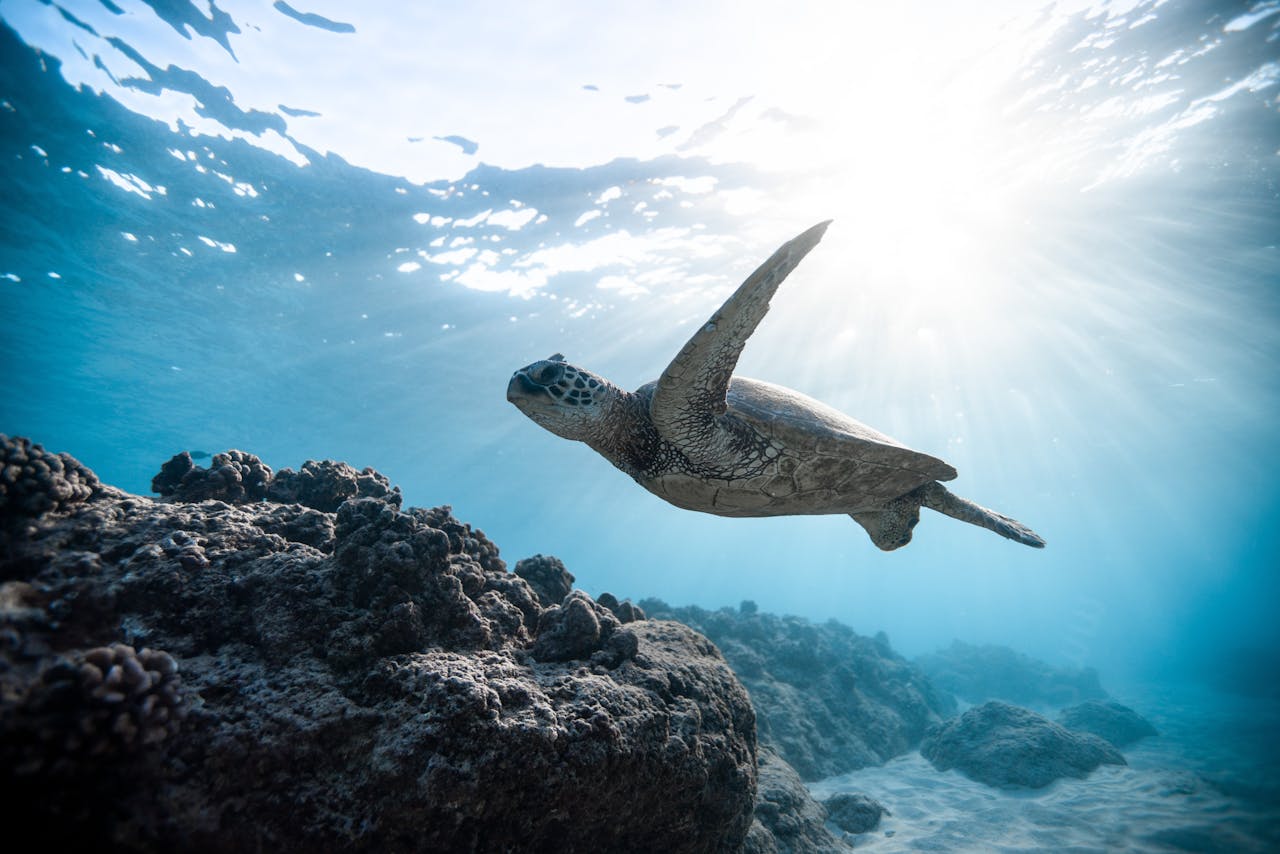 World Ocean Day: The Importance of Protecting Our Blue Planet