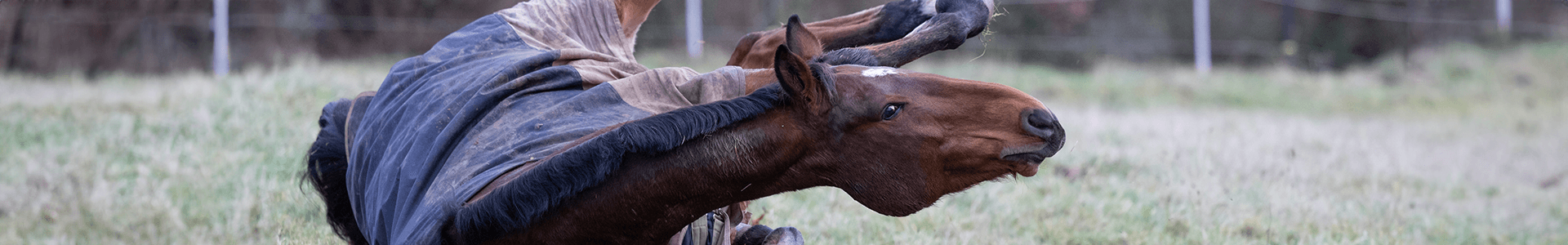 Equine